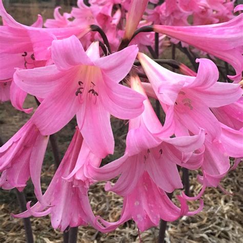 Pink Belladonna Lily Bulbs | Naked Ladies Bulbs | Amaryllis Belladonna ...