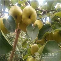 [酥梨批发]宁陵酥梨产地直销量大从优.可长期合作价格0.40元/斤 - 一亩田