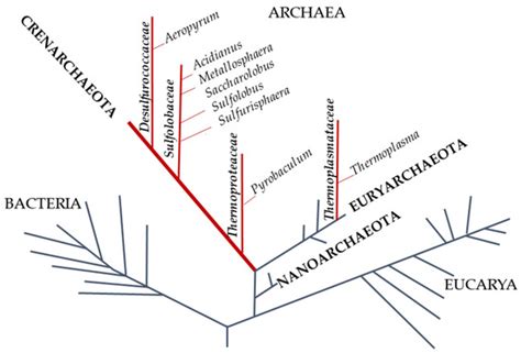 Enzymatic Antioxidant Signatures in Hyperthermophilic Archaea