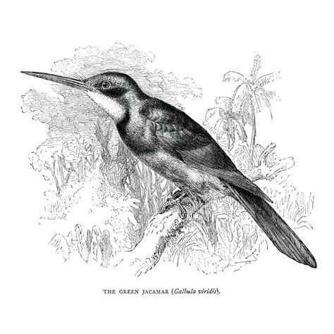 Black & White Birds – Wall Decor Company