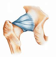 articular 的图像结果