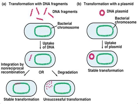 Transformation Genetics 的图像结果
