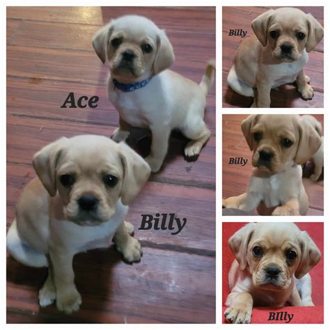 Pugalier - Salisbury East - PetsForHomes