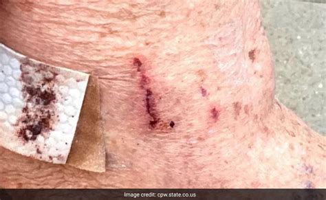 Image result for Bear Attacks Washing Machine