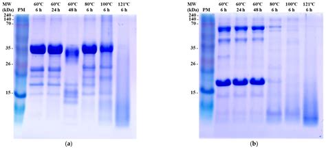 Protein Fraction-Dependent Antioxidant Responses to Thermal Processing ...