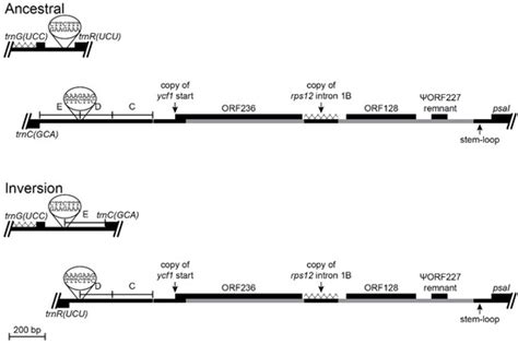 DNA Sequence Analysis of an Inversion Hot Spot in Lobeliaceae Plastomes