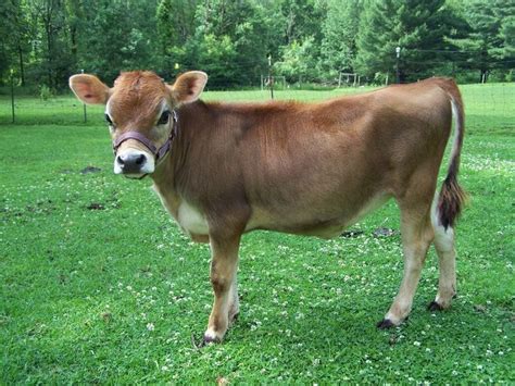 Miniature Jerseys | Mini cows, Jersey cattle, Jersey cow