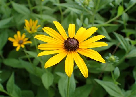 A Beginner's Guide to Growing Black Eye Susans (Rudbeckia) - The Arches