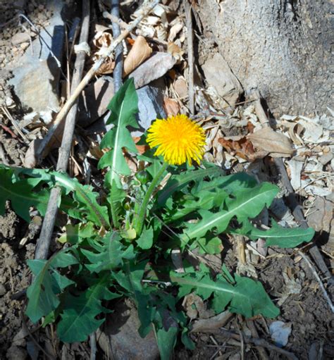 Dandelions Piano Tutorial 的图像结果