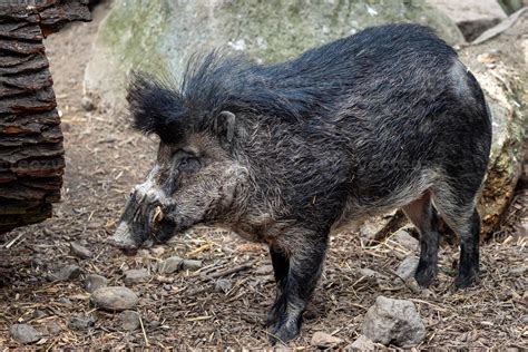 Rare visayan warty pig, Sus cebifrons negrinus 21846554 Stock Photo at ...