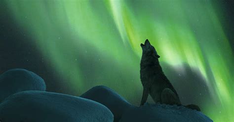 Image result for Happy Yellowstone Wolves