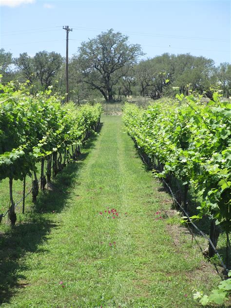 Flat Creek Estate Winery & Vineyard - Charlotte's Texas Hill Country