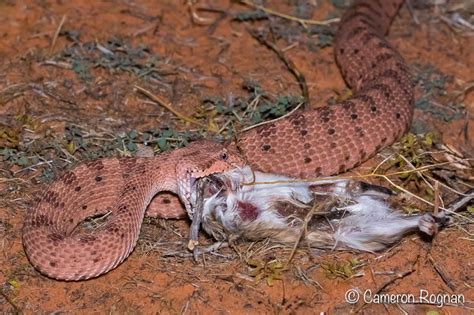 Python Eating Kangaroo 的图像结果