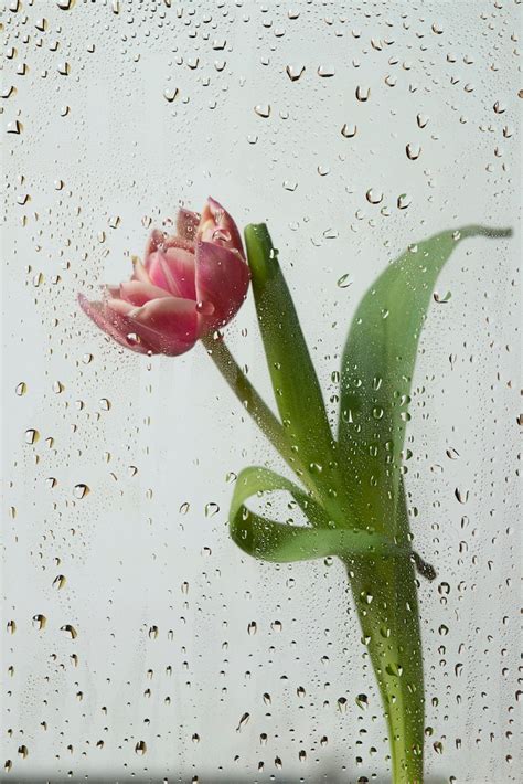 No rain no flower Photos - Download Free High-Quality Pictures | Freepik