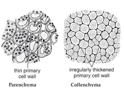 a. Differentiate between parenchyma and collenchyma. Draw well labelled ...