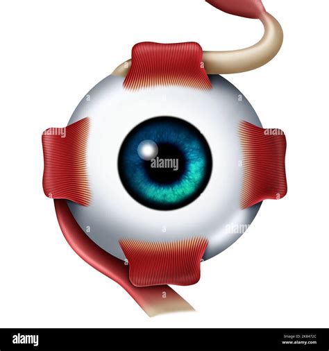 Eye Anatomy concept as a front view with an eyeball with superior rectus including lateral ...