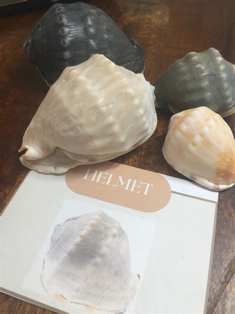 How Do Shells Form 的图像结果