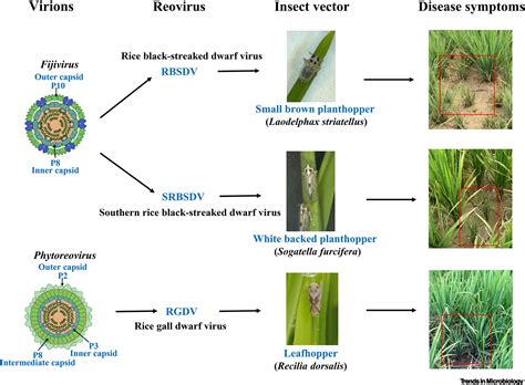 Plant reoviruses hijack autophagy in insect vectors: Trends in Microbiology