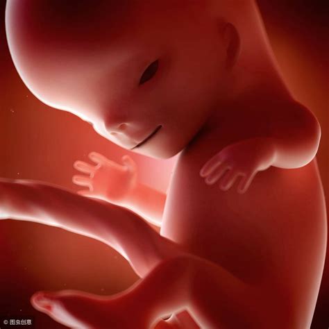怀孕1-40周，胎儿发育过程彩色3D图！_胚胎_身长_器官