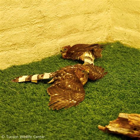 Patient of the Week: Juvenile Cooper’s Hawks - Tucson Wildlife Center
