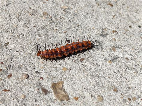 Found this red caterpillar with spikes. Houston, TX. : r/whatsthisbug