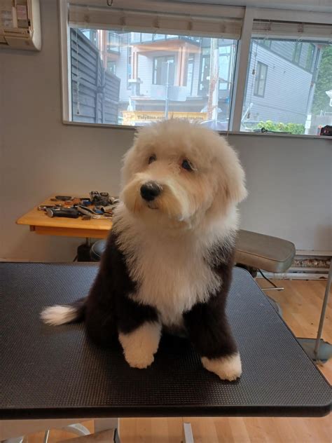 About us - Barks and Bubbles Dog Grooming