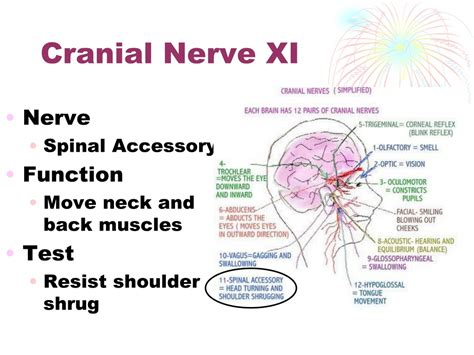 PPT - Cranial Nerves PowerPoint Presentation, free download - ID:1082366