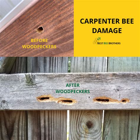 Carpenter Bee Damage How Do Exterminators Get Rid Of Carpenter Bees?