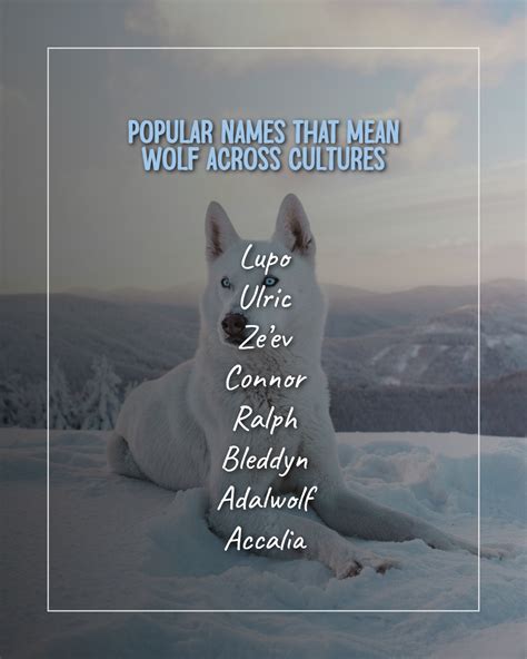 190+ Powerful Names That Mean Wolf – Explore Wolf-Inspired Names - The ...