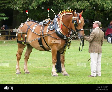 Suffolk punch horse hi-res stock photography and images - Alamy