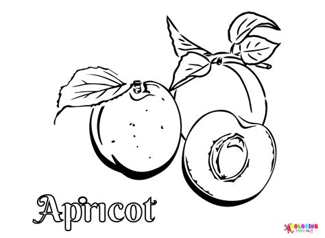 Print Apricot Fruit Coloring Page - Free Printable Coloring Pages