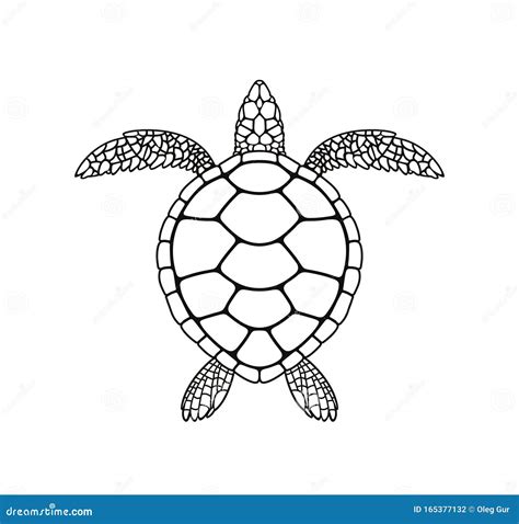 Sea Turtle Outline Stock Illustrations – 2,279 Sea Turtle Outline Stock ...