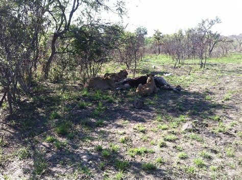 VULA SAFARIS (2026) All You Need to Know BEFORE You Go (with Photos ...