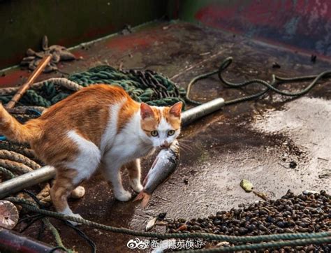 太湖渔船上捕捉一只猫星人在偷鱼吃，你这么可爱