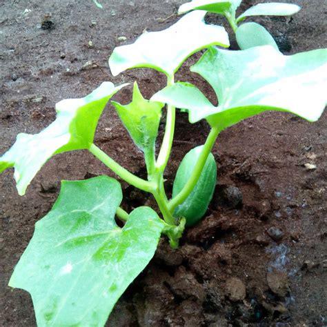 Terraced Farming: Steps to Slope Success