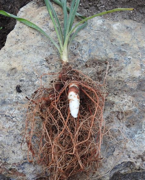 Yucca Plant Root System How To Grow And Care For Yucca Plant