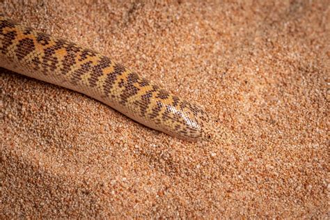 Arabian Sand Boa Care: Diet, Setup, Facts - Reptile Craze