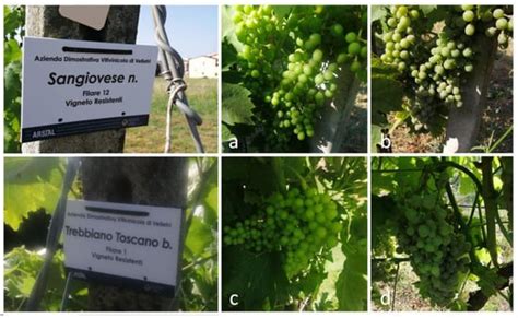 Advanced Forecasting Modeling to Early Predict Powdery Mildew First ...