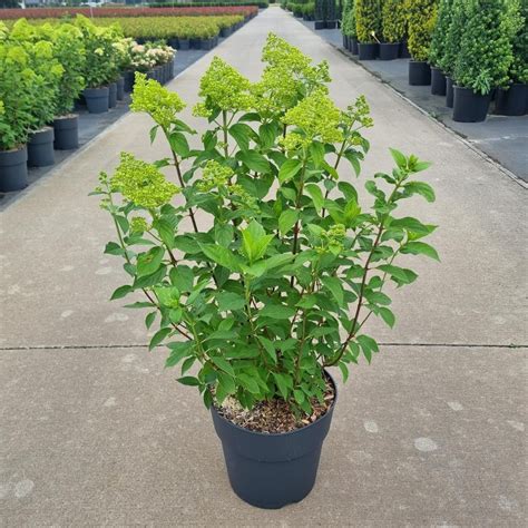 Hydrangea paniculata 'Limelight' — Plant Wholesale FlorAccess