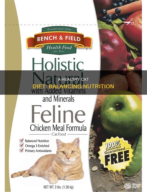 A Healthy Cat Diet: Balancing Nutrition | ShunKeto