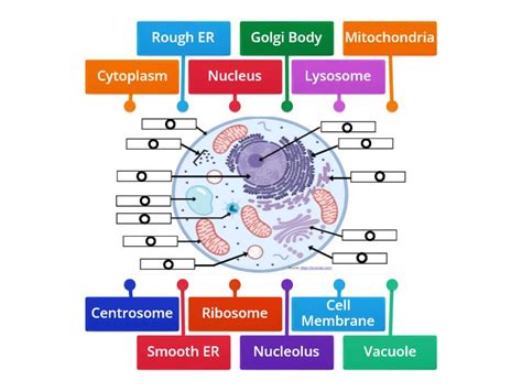 Cells 的图像结果