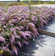 Image result for Grand Cascade Butterfly Bush