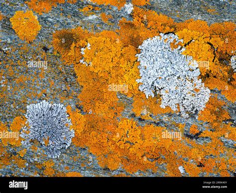 Mosses and lichens on rock Stock Photo - Alamy