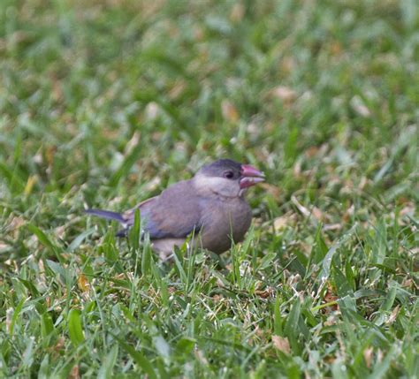 Image result for Java Sparrow Bird