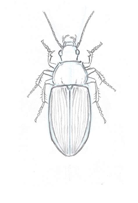How to Draw Insects: Understanding and Drawing the Legs (part 2) | Kreslení | Animal drawings ...