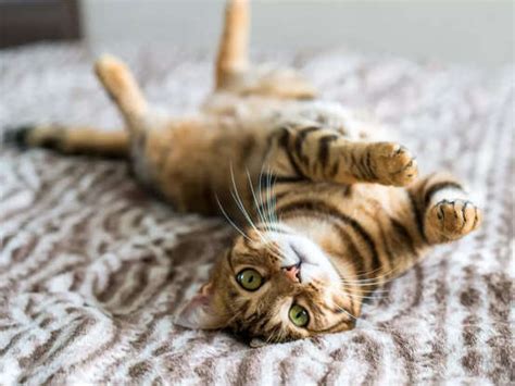 Did you know these 7 rare facts about cat whiskers?