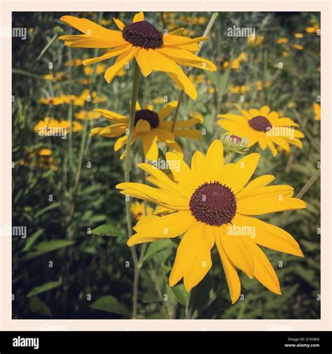 Brown eyed susans hi-res stock photography and images - Alamy