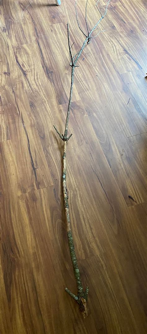 Kuvatulokset haulle bondara wand