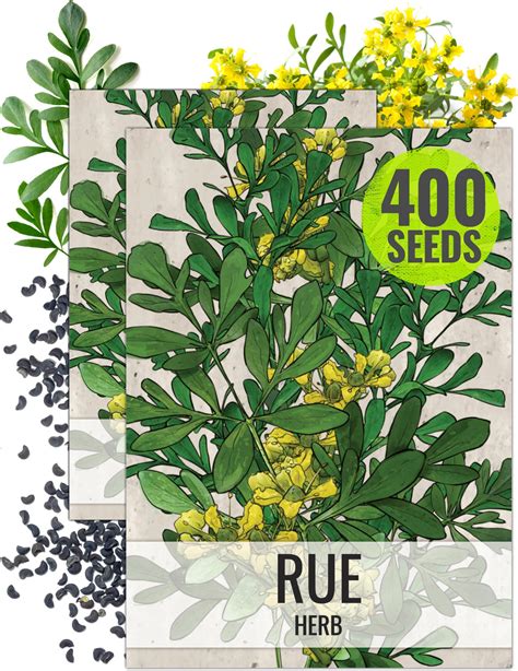 Amazon.com : herb RUDA RUE Full Plant with rooth : Patio, Lawn & Garden