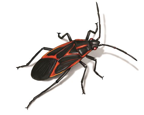 What Do Elder Bugs Look Like at Wayne Tisdale blog